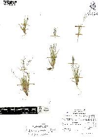 Muhlenbergia peruviana image