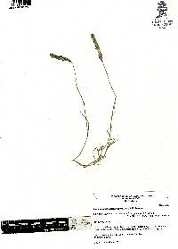 Lycurus phalaroides image