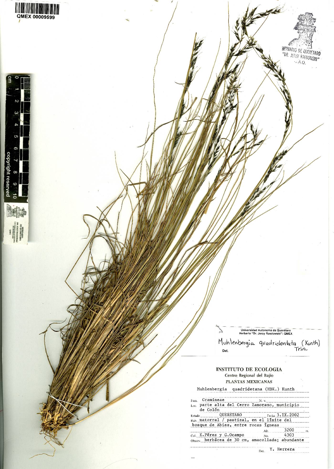 Muhlenbergia quadridentata image