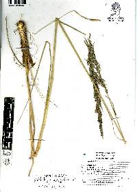 Muhlenbergia robusta image