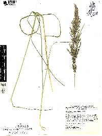 Muhlenbergia robusta image