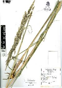 Muhlenbergia robusta image