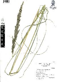 Muhlenbergia robusta image