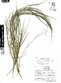 Muhlenbergia tenella image