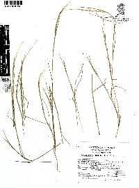 Muhlenbergia tenella image