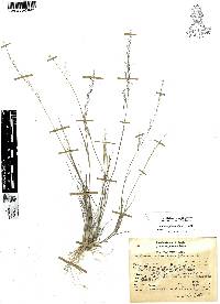 Muhlenbergia tenuifolia image