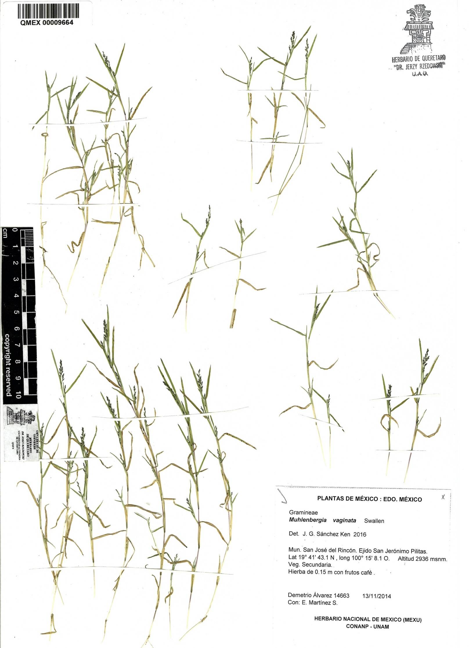 Muhlenbergia vaginata image