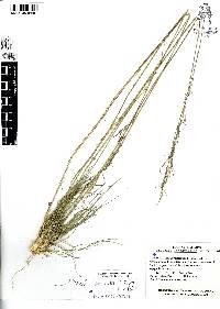 Nassella linearifolia image