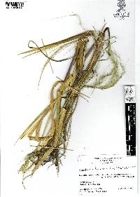 Nassella leucotricha image