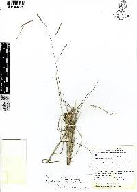 Nassella mucronata image
