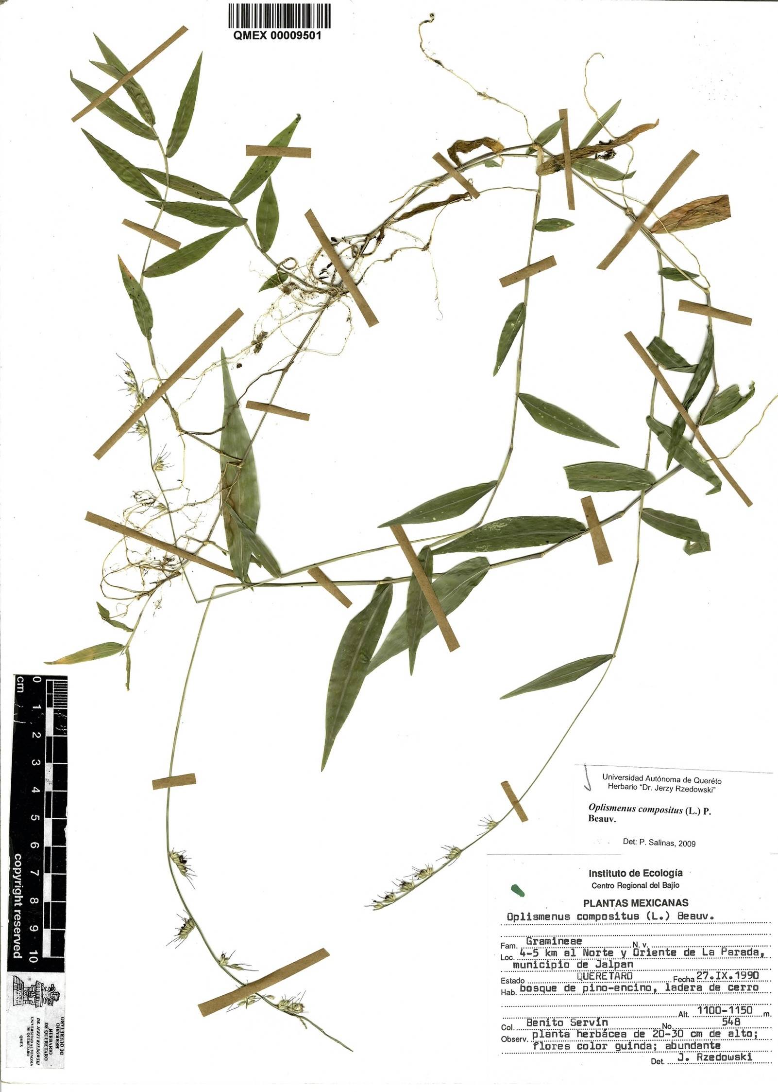 Oplismenus compositus image