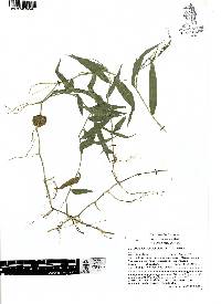 Oplismenus compositus image