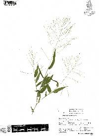 Panicum trichoides image