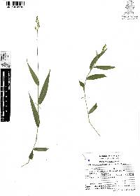 Panicum arundinariae image