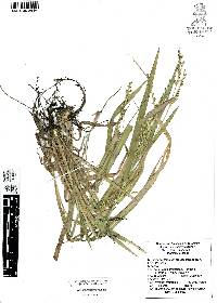 Panicum decolorans image