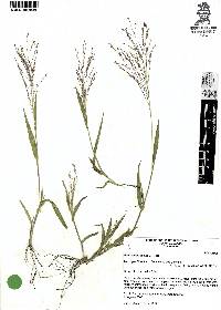 Panicum hirticaule image