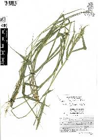 Panicum hylaeicum image