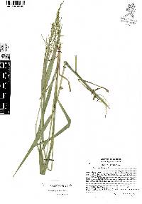 Panicum hylaeicum image