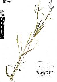 Panicum lacustre image