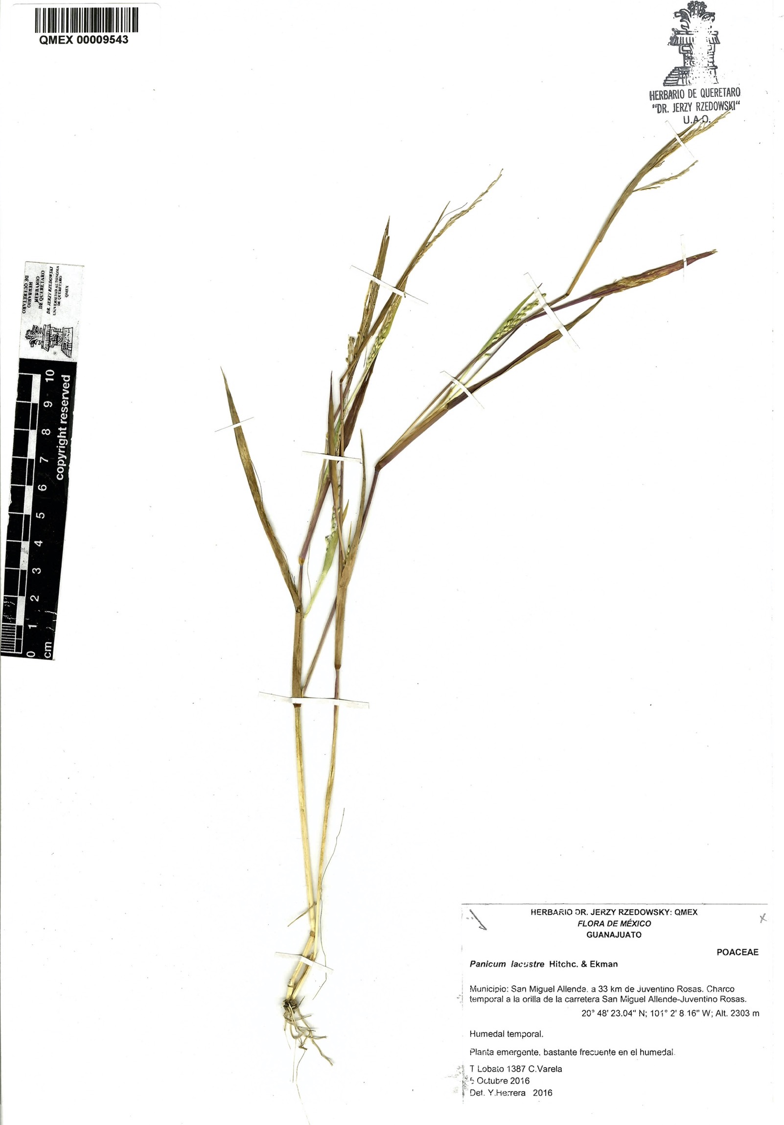 Panicum lacustre image