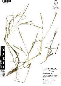 Panicum parviglume image