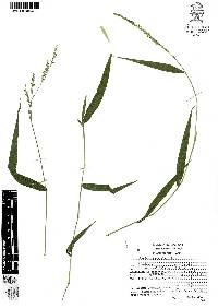 Panicum parviglume image