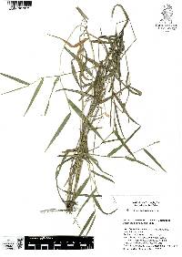 Panicum parviglume image