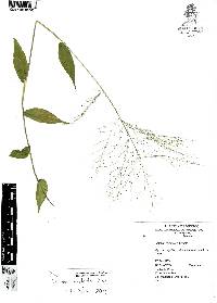 Panicum trichoides image