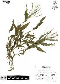 Panicum trichoides image