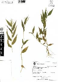 Panicum trichoides image