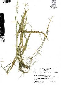 Panicum vaseyanum image