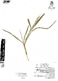 Panicum vaseyanum image