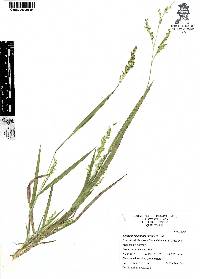 Panicum vaseyanum image