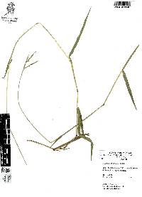 Paspalum tenellum image