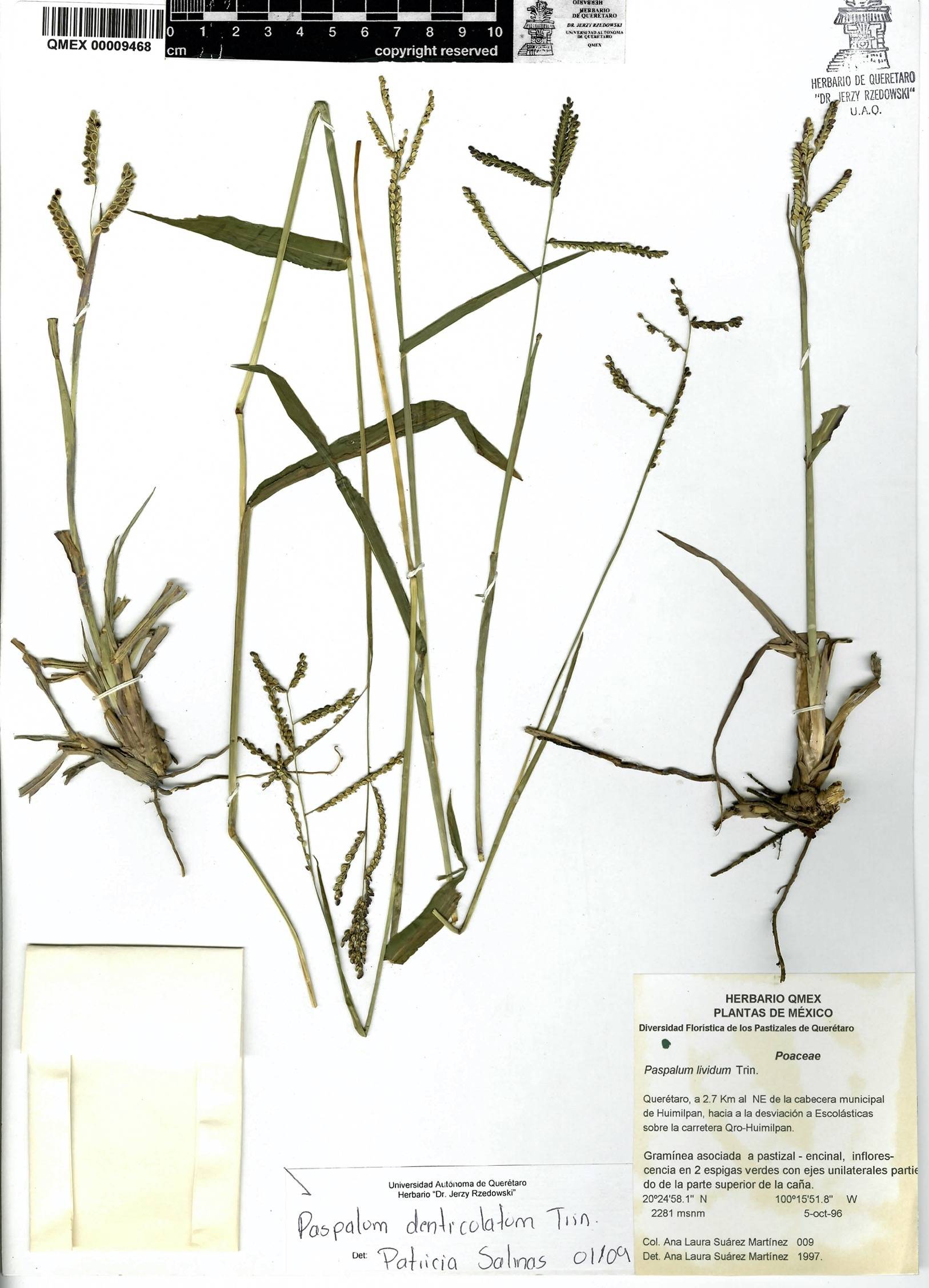 Paspalum denticulatum image