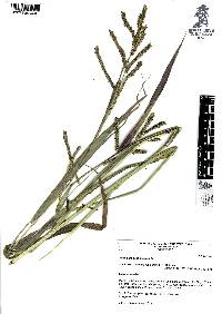 Paspalum denticulatum image