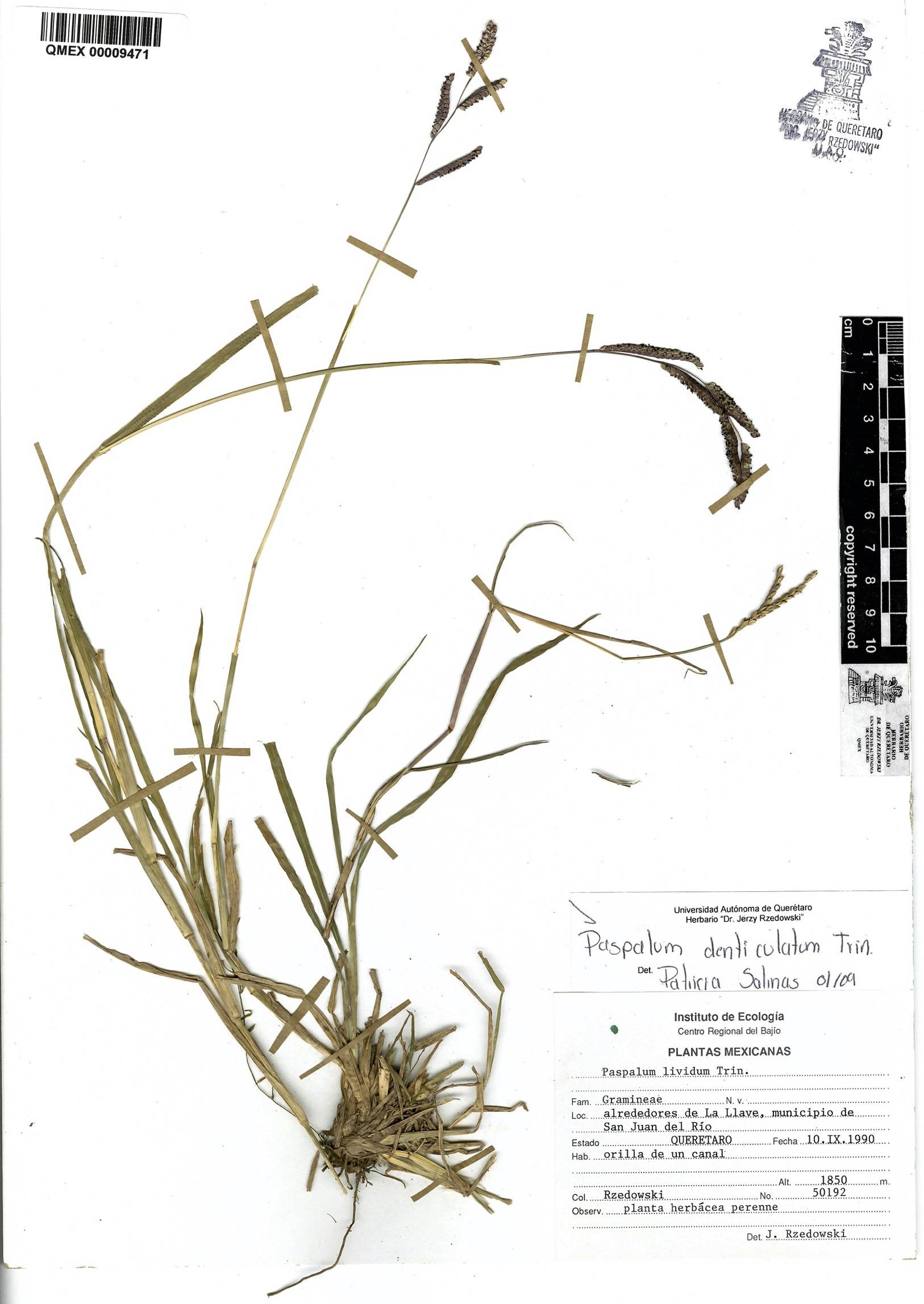 Paspalum denticulatum image