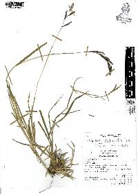 Paspalum denticulatum image