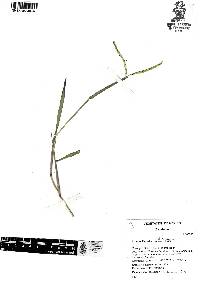 Paspalum distichum image