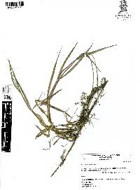 Paspalum distichum image