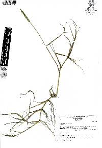 Paspalum distichum image