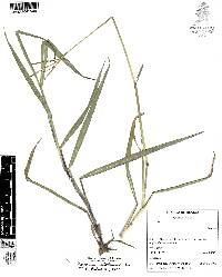 Paspalum distichum image