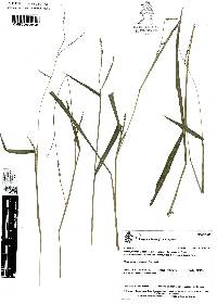 Paspalum langei image