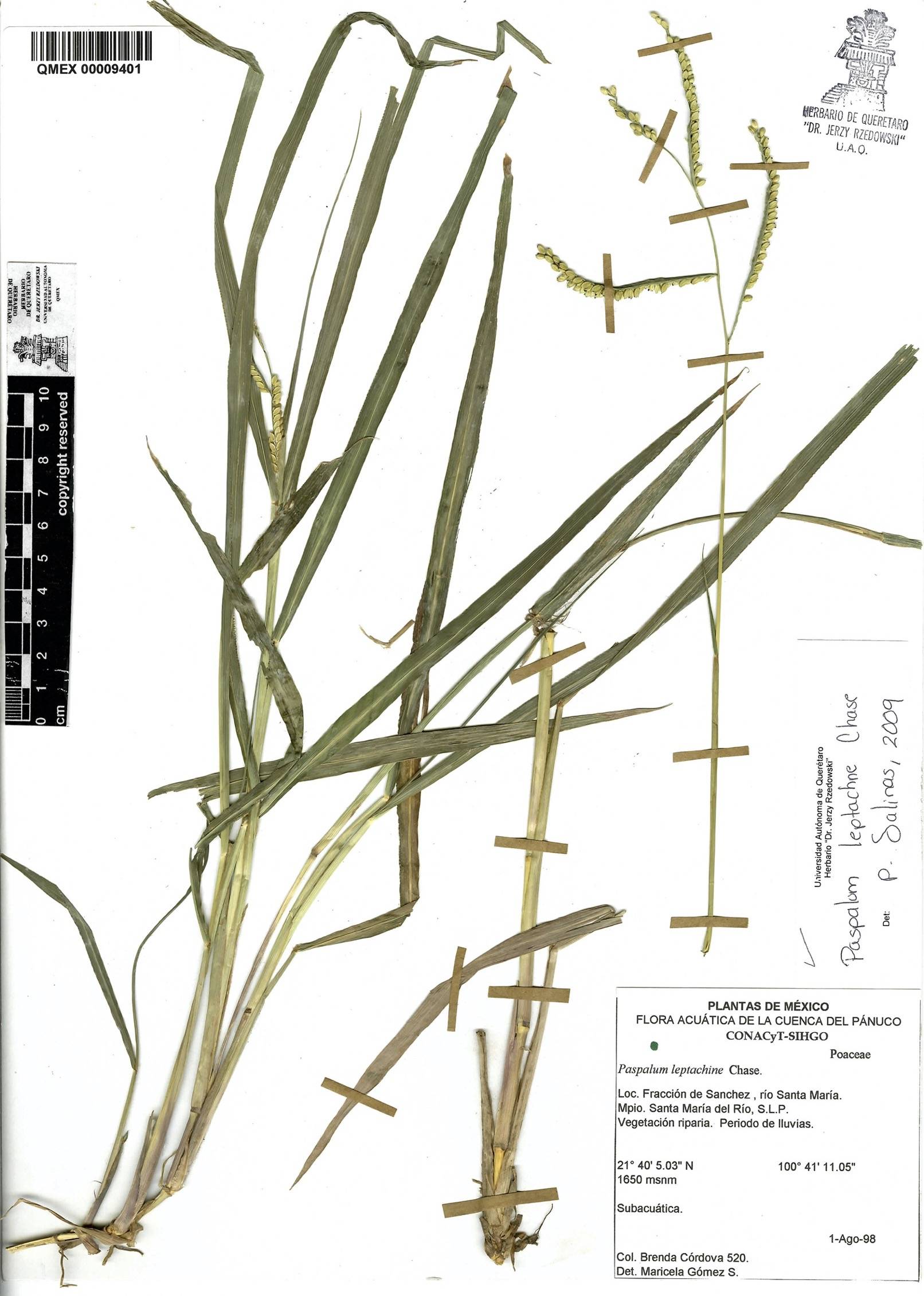 Paspalum leptachne image