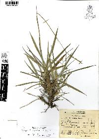 Paspalum notatum image