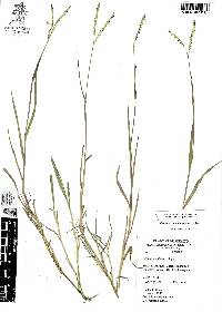 Paspalum notatum image