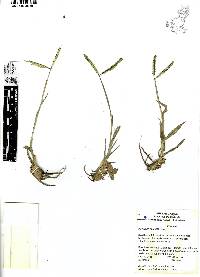 Paspalum notatum image