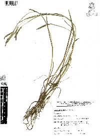 Paspalum plicatulum image