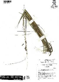 Paspalum plicatulum image