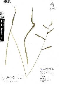 Paspalum plicatulum image